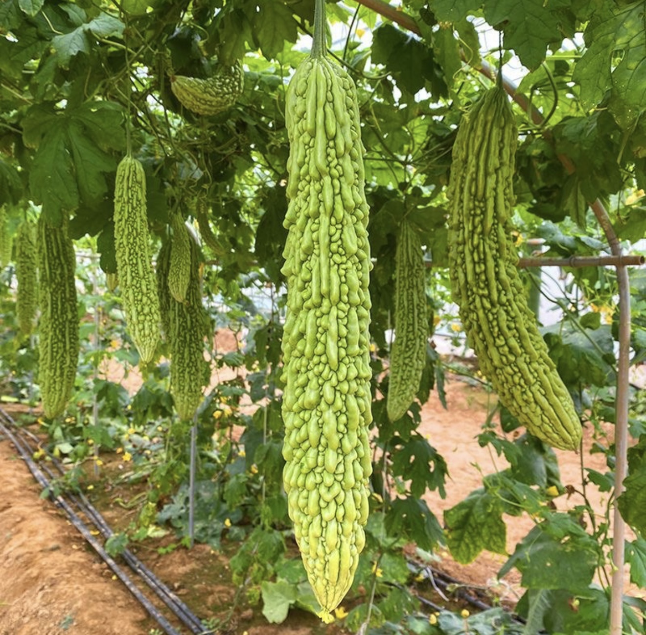 苦瓜 农家自种新鲜现摘现发包邮青皮绿心苦瓜当季蔬菜