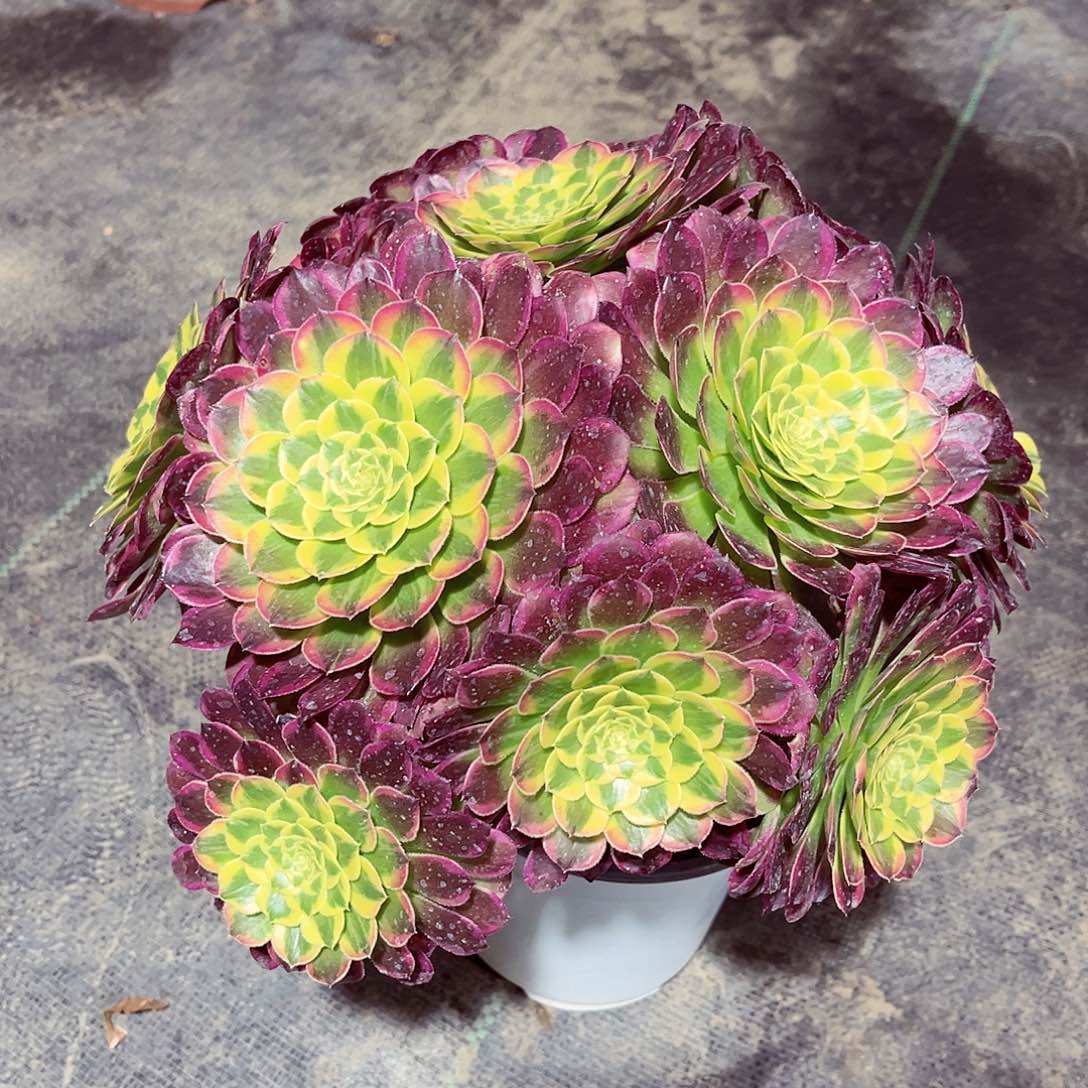 法师多肉漂亮漂亮