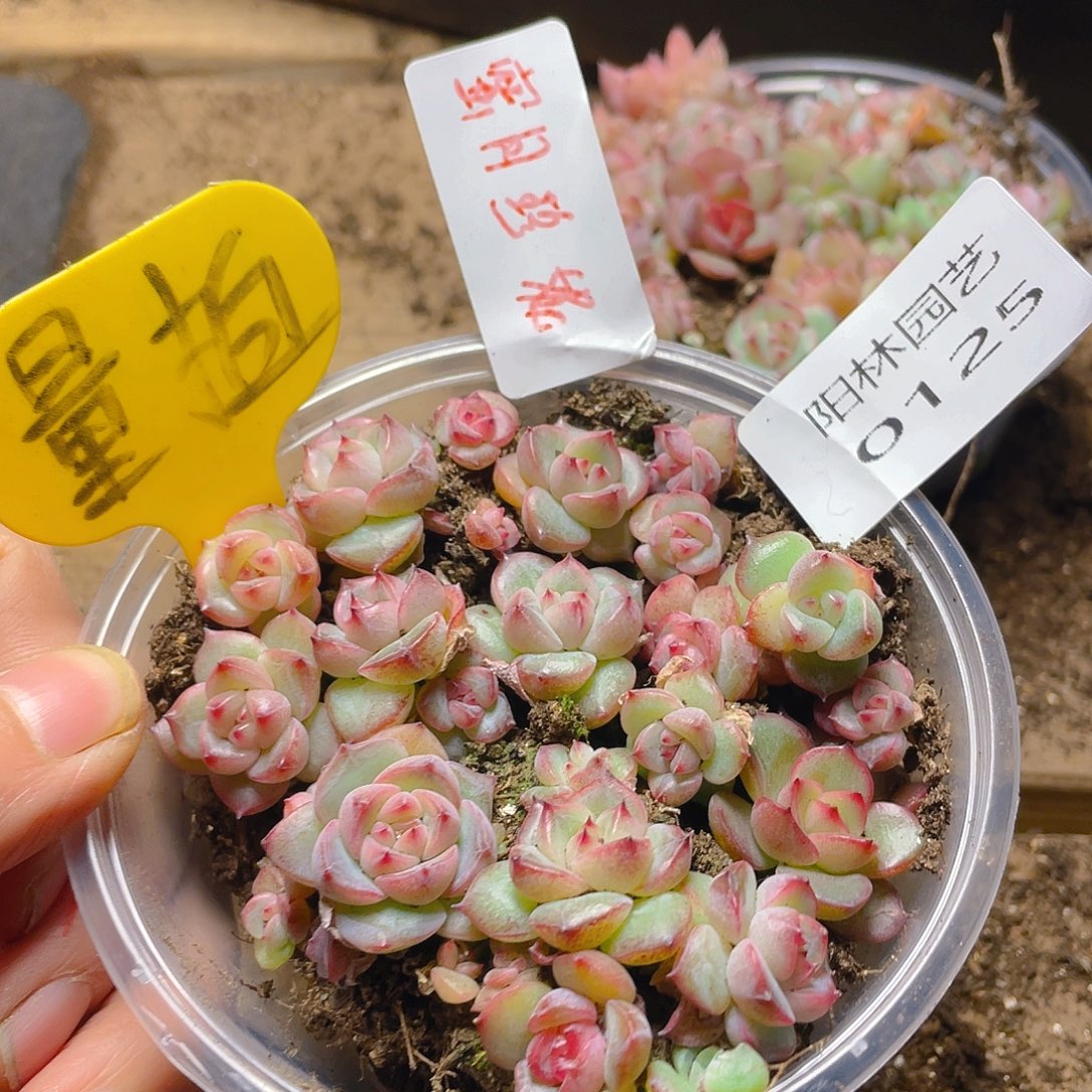 量拍多肉植物多肉植物125