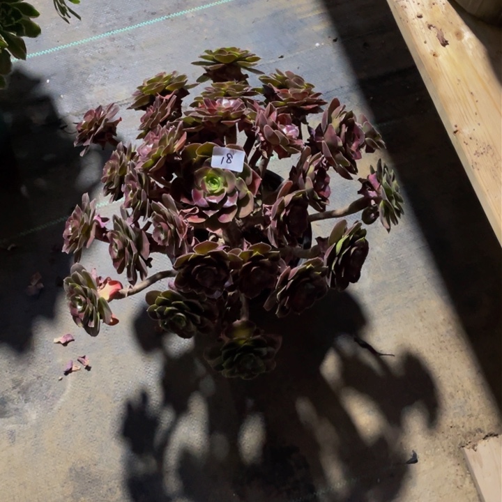 甜心玫瑰法师一个18号