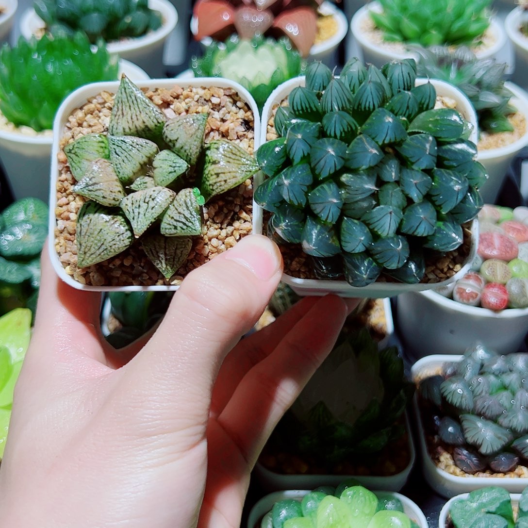 福利，桃源乡，黑姬玉露，9.9