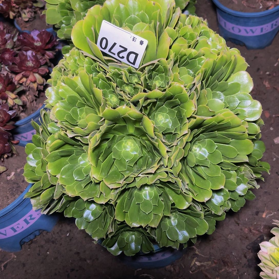 法师法师13-42包邮法师