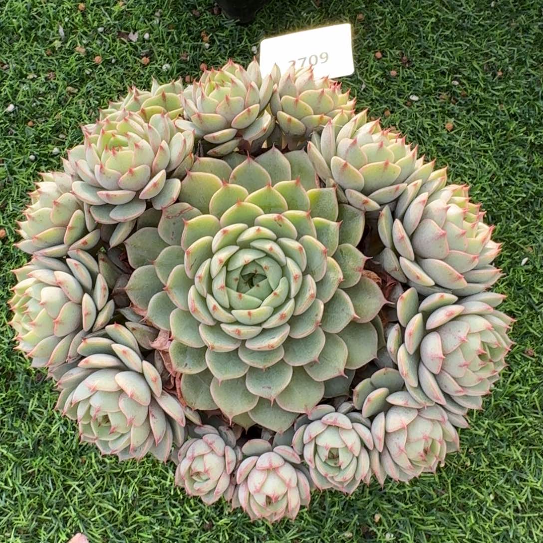 2709笨巴大群多肉植物