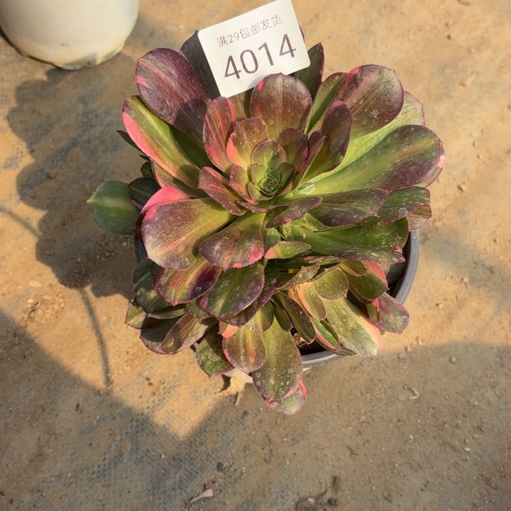 七彩韶羞锦多肉4014