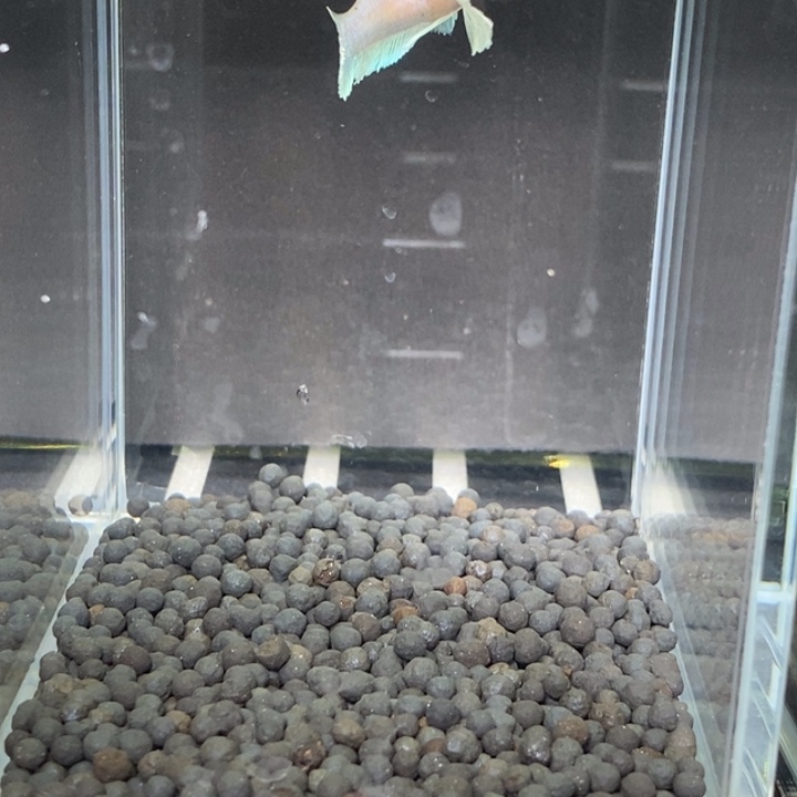 斗鱼泰国斗鱼589号