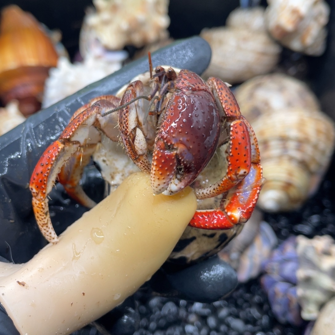 今***事小西伯2.8口     