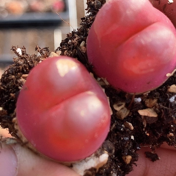 27524红宝石一组两颗