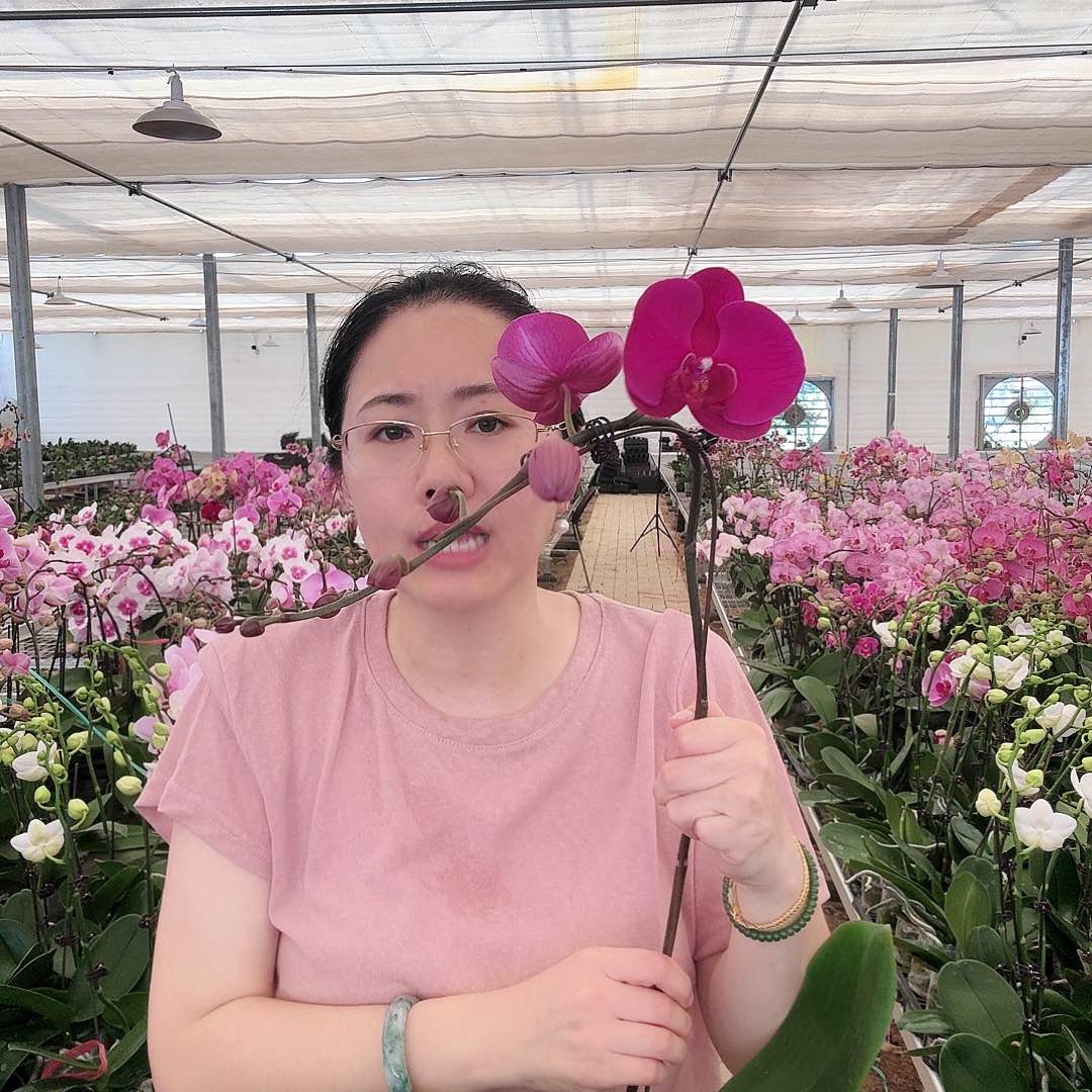 大部分开放少量花苞大辣椒3.5