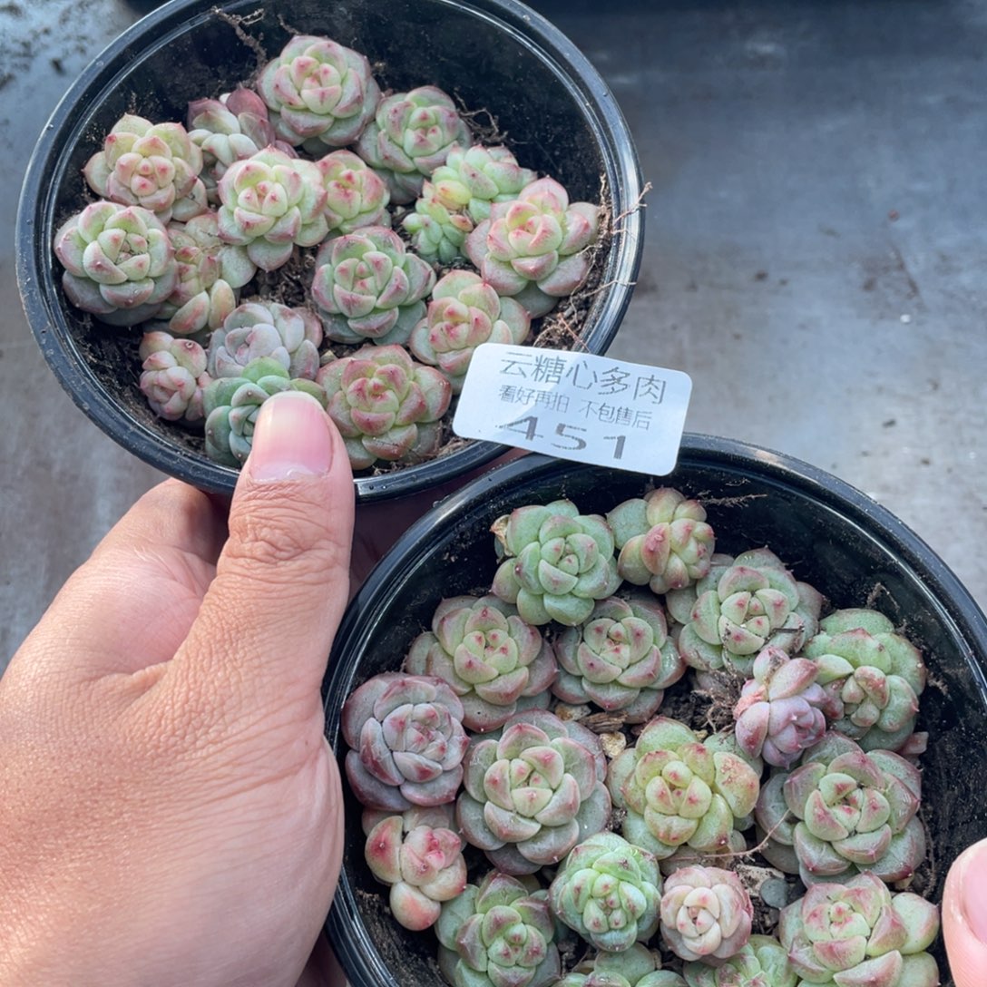 云糖心多肉植物451