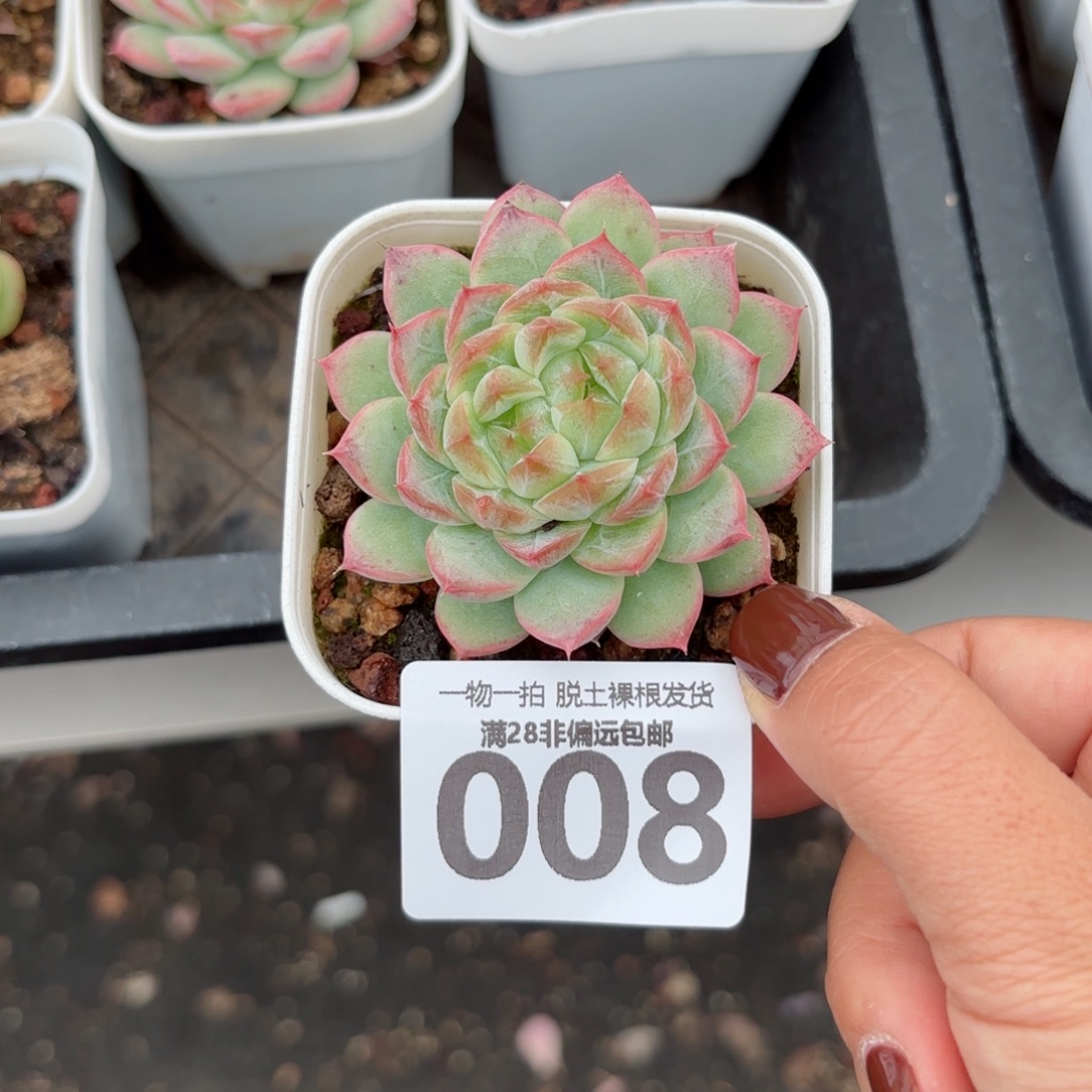 优选珍妮无盆土发货