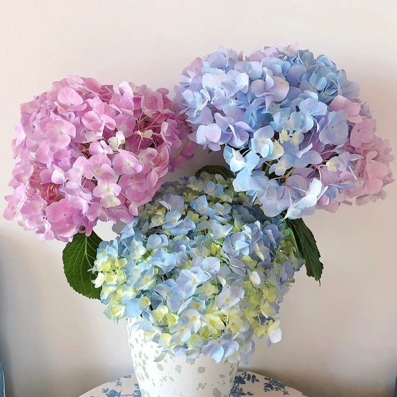 《绣球》花鲜花云南基地直发家庭水培易养活插瓶鲜花清新懒人花