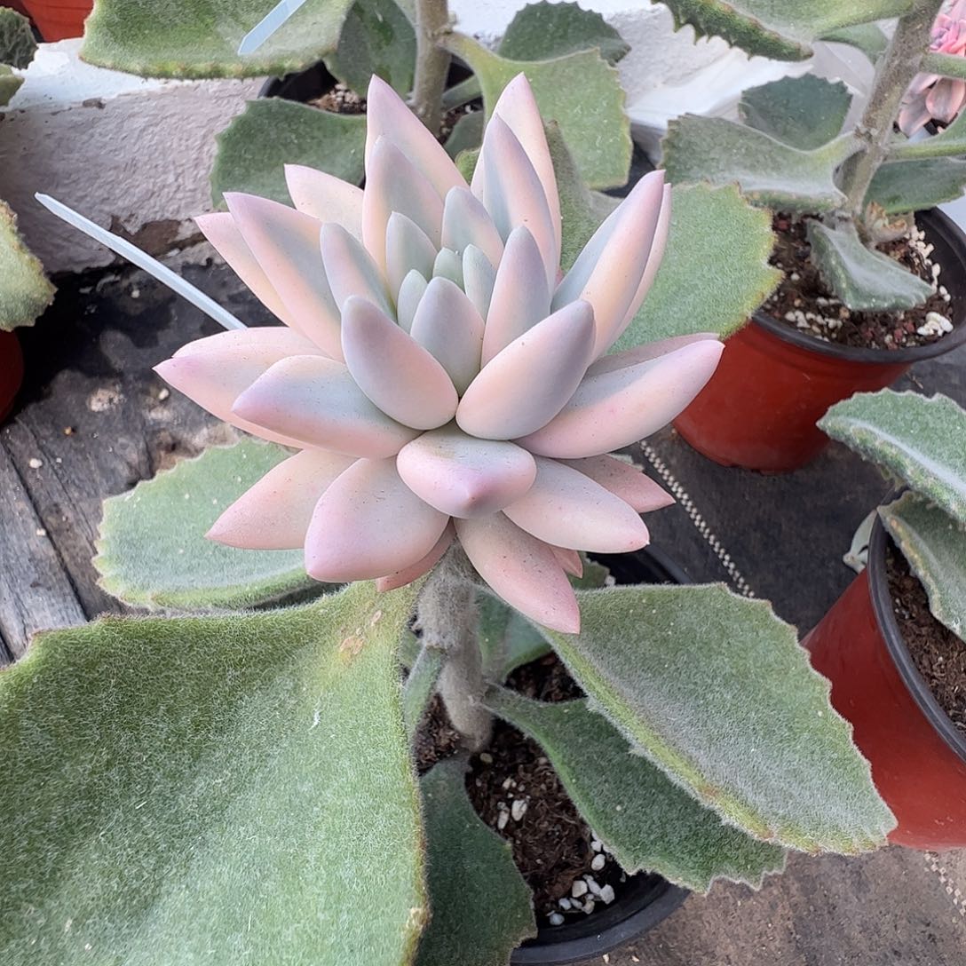 佳***乐多肉植物多肉植物