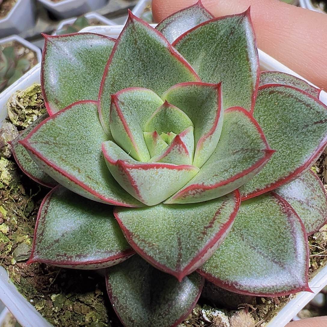 麒麟座19包邮多肉植物