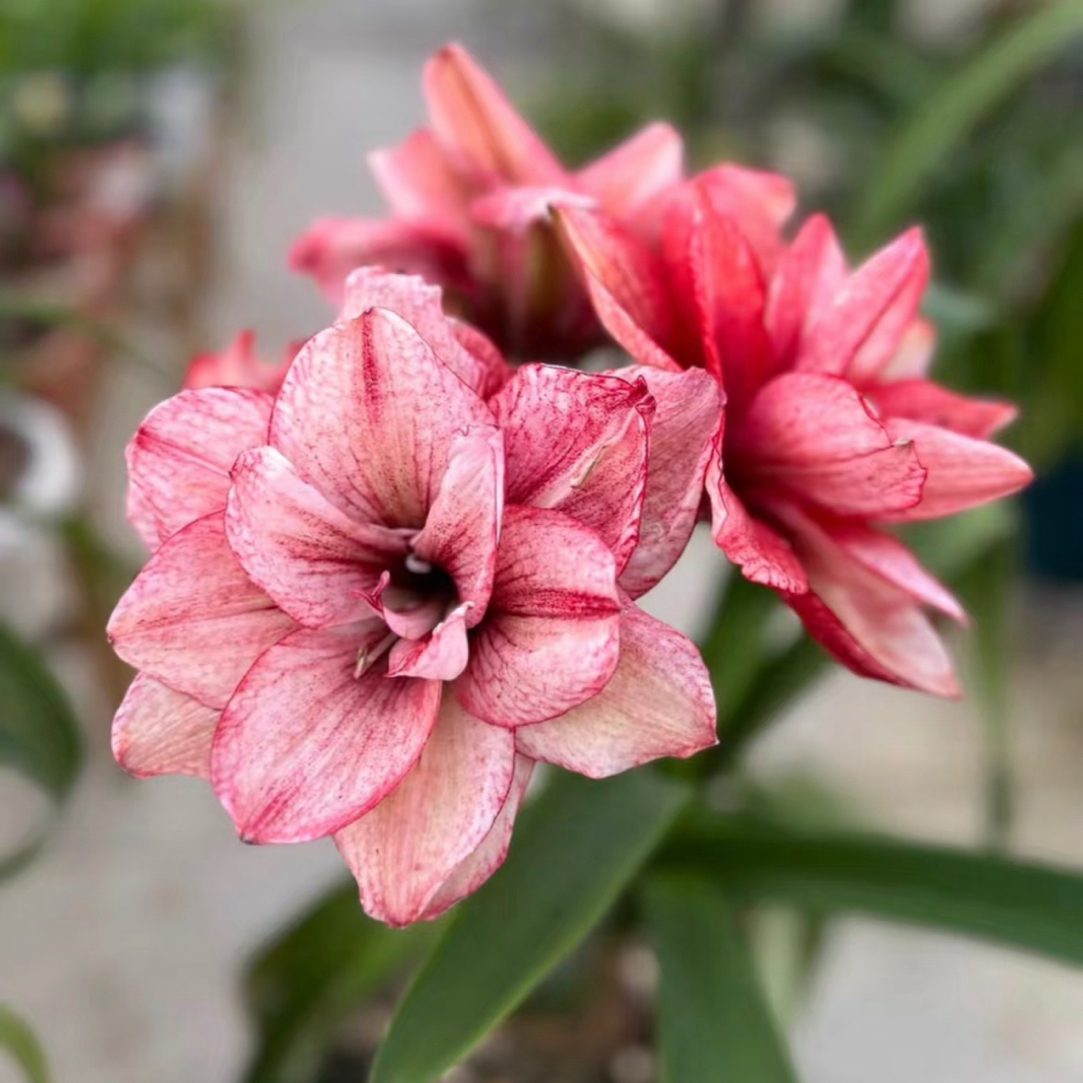 朱顶红种球【幻影 0.5-1厘米左右 1棵】收到黄叶天热正常