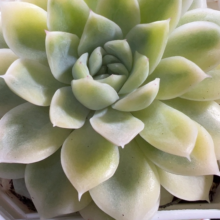 麦秆锦多肉植物216