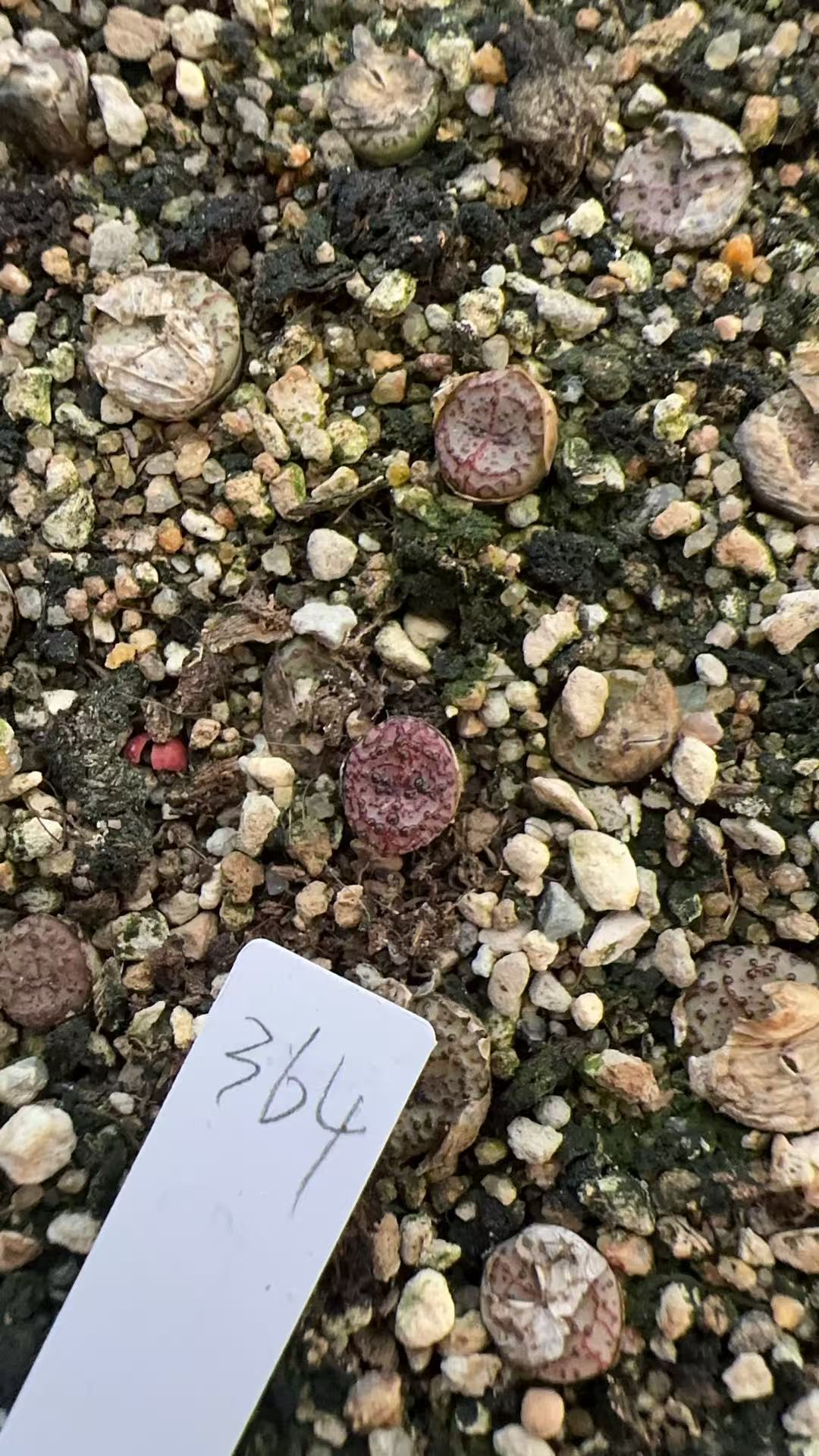 364多肉植物火龙果安贞一颗