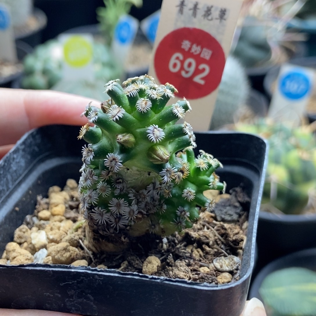 实生双头红花克氏丸一颗侧面有斑