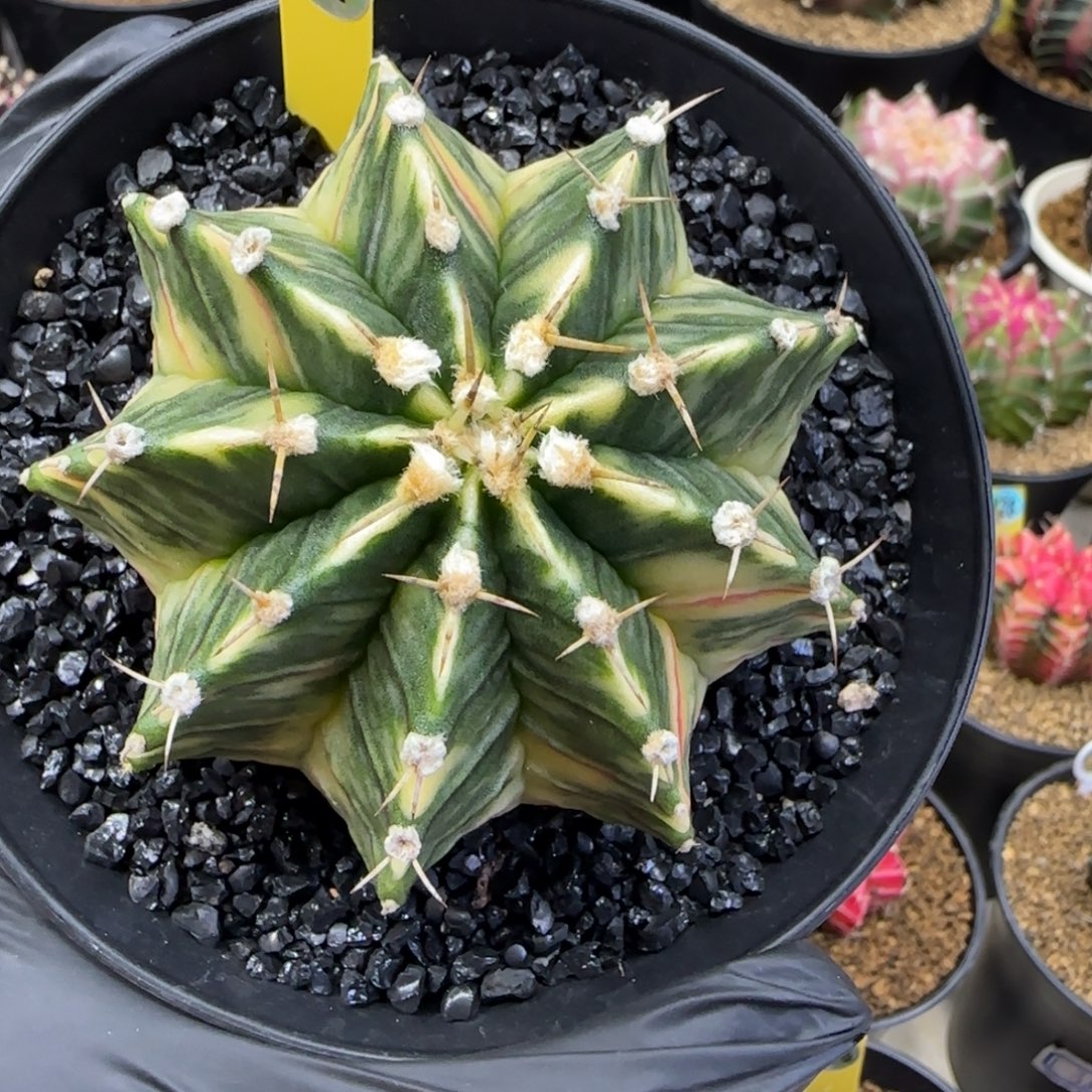 157号泰系实生肋骨臀锦