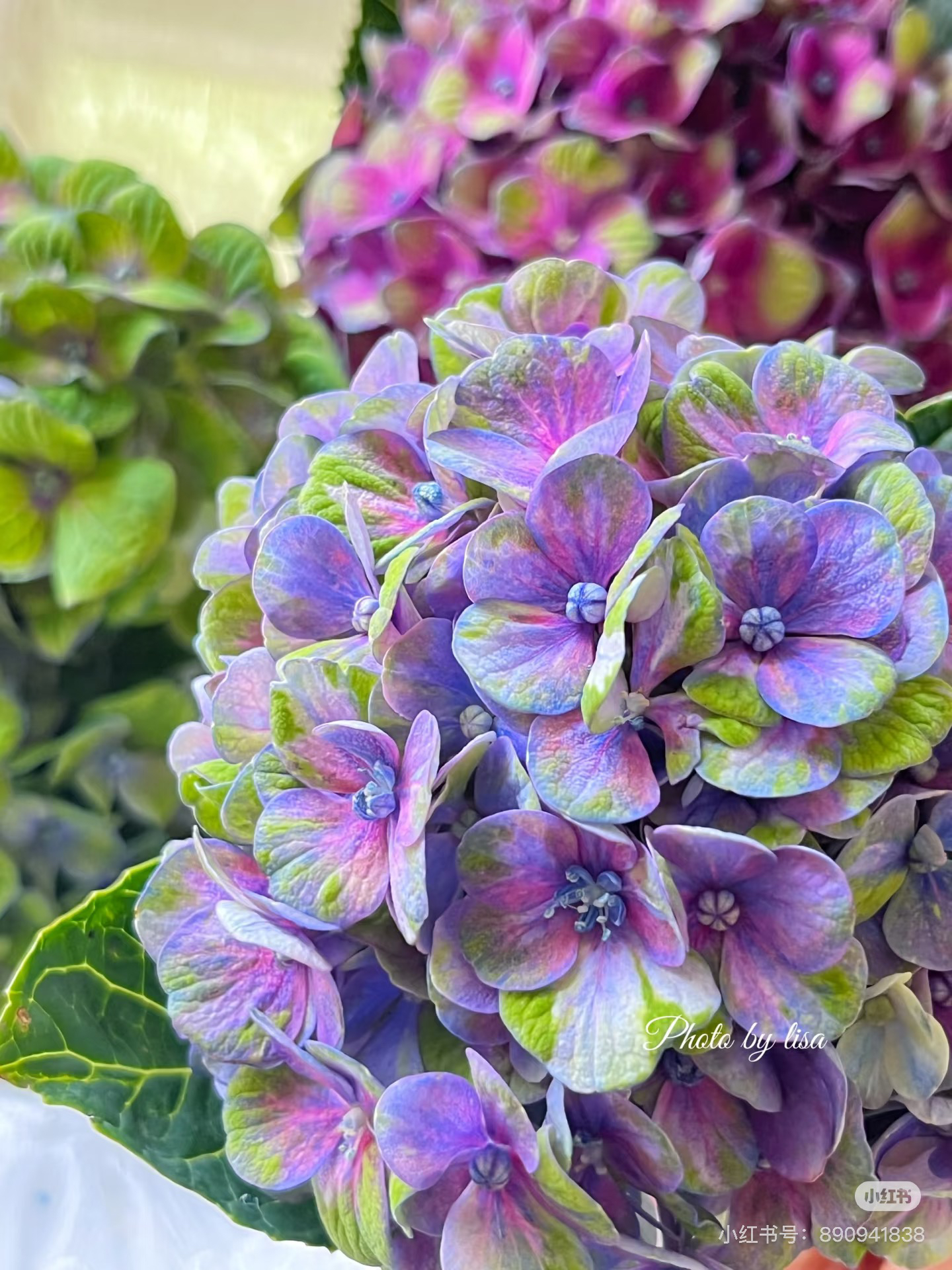 婷宝花园店露天绣球--魔幻革命2加仑桩子