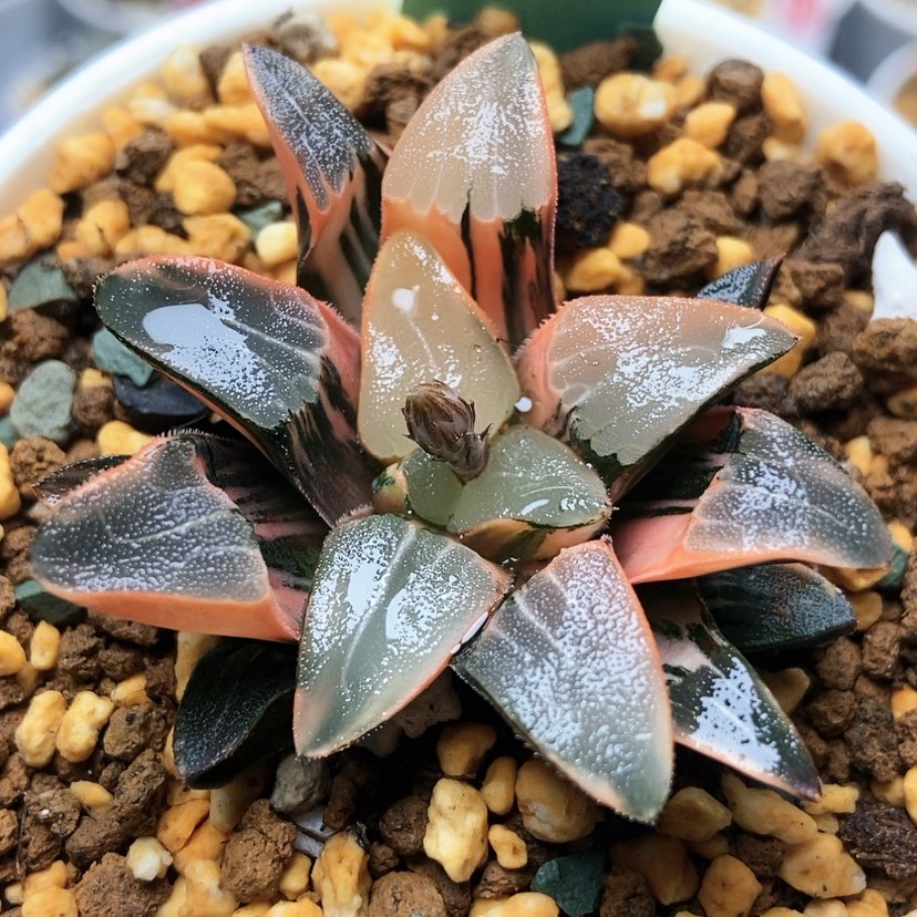 【闪购商品】汐*冰面克锦69