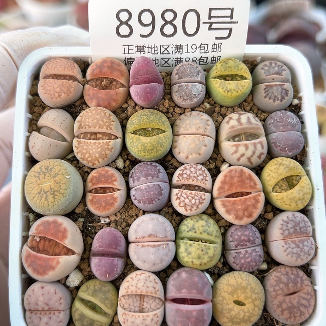 8980三年彩拼30颗1.3cm左右