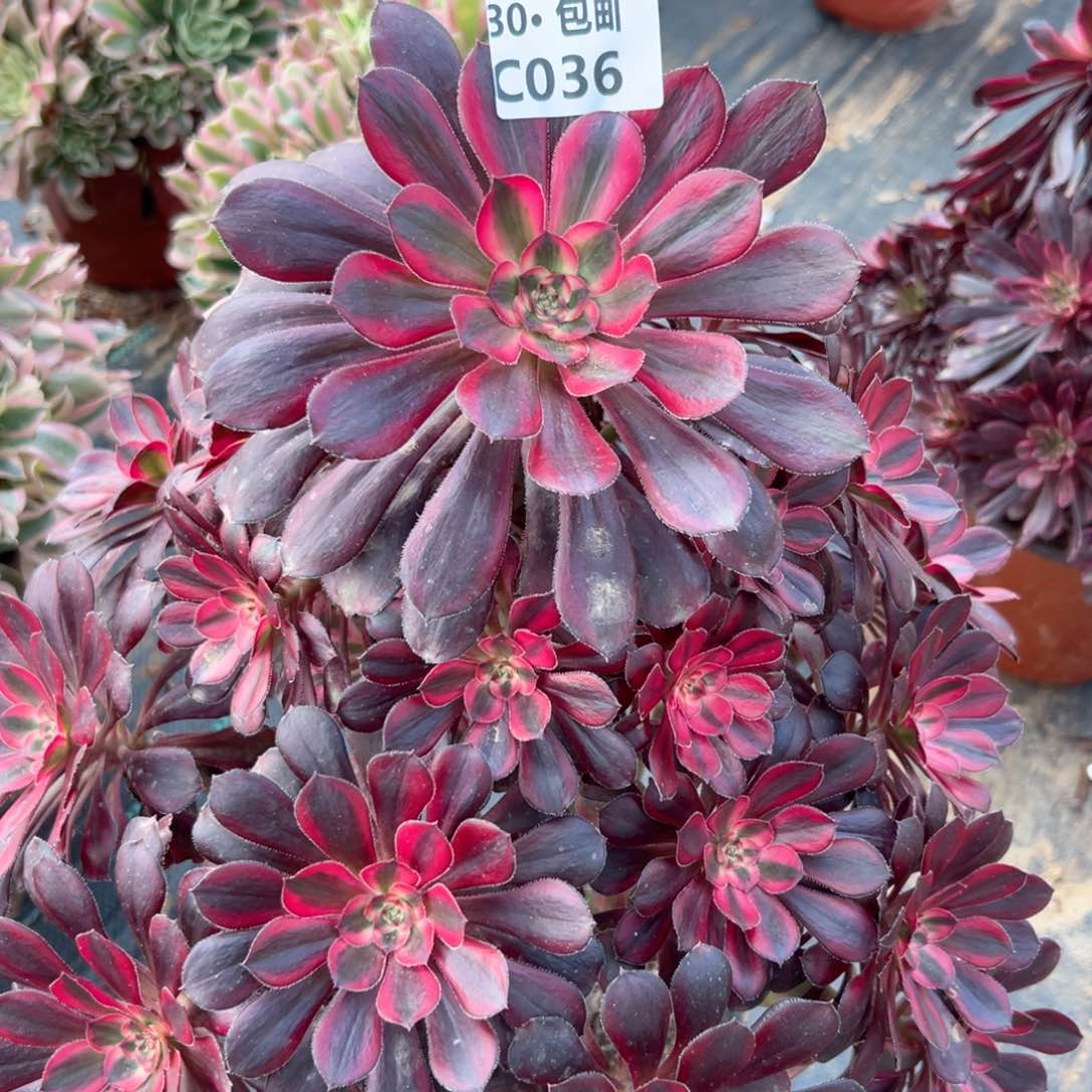 036香奈多肉法师