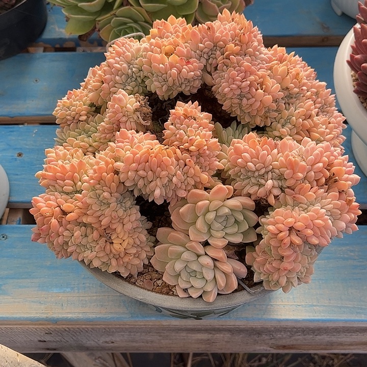 漠***然带盆多肉植物一物一拍