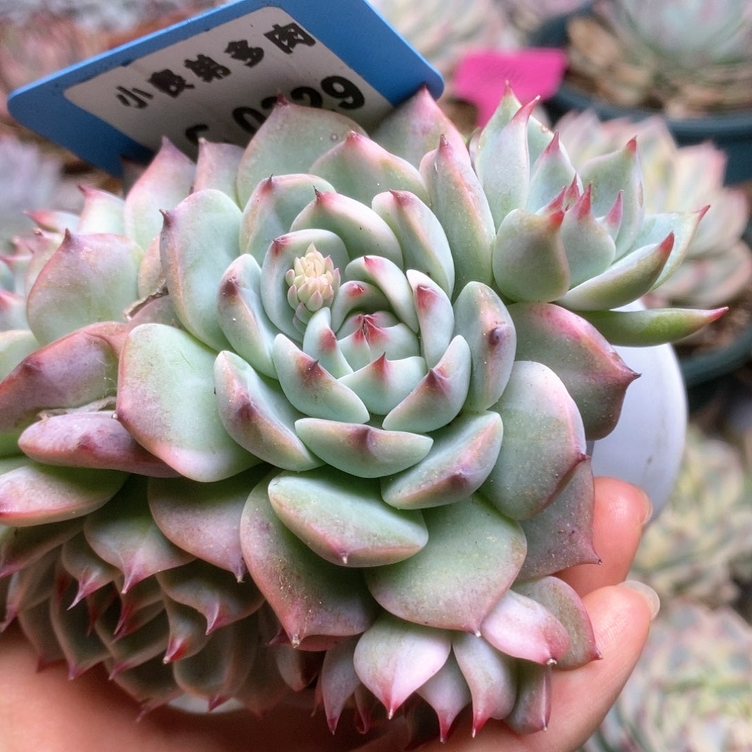 C329锦锦锦锦锦锦锦