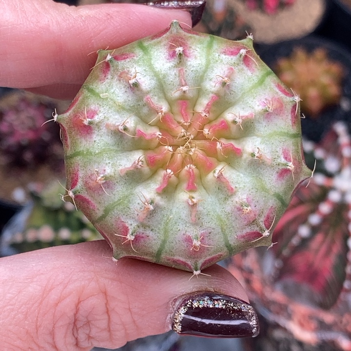 粉白轮回 圆肥 米哈仙人球