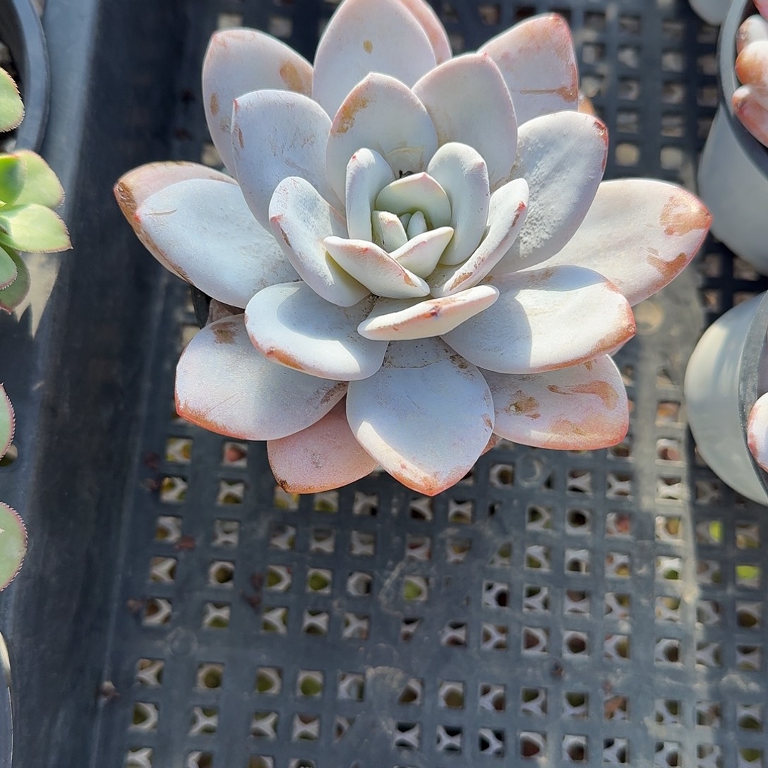 雪莲单头多肉植物精品