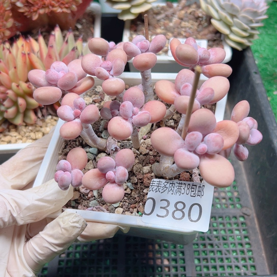 多肉一物一拍植物0380
