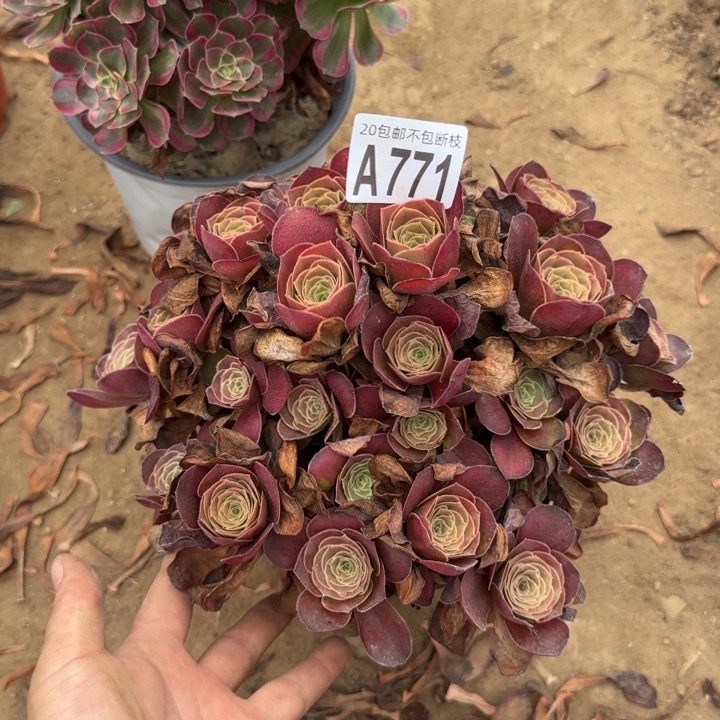 魅金……多肉植物……