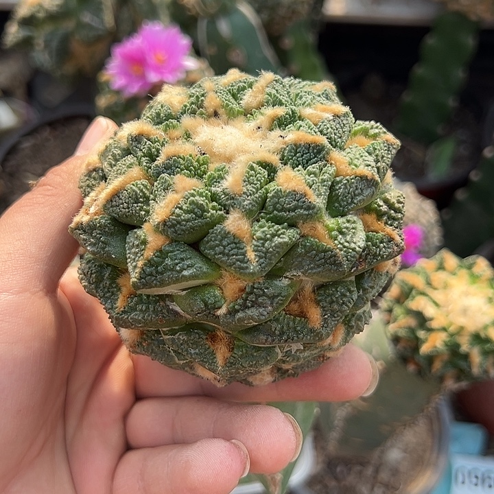 苗接9.1龟甲牡丹仙人球938