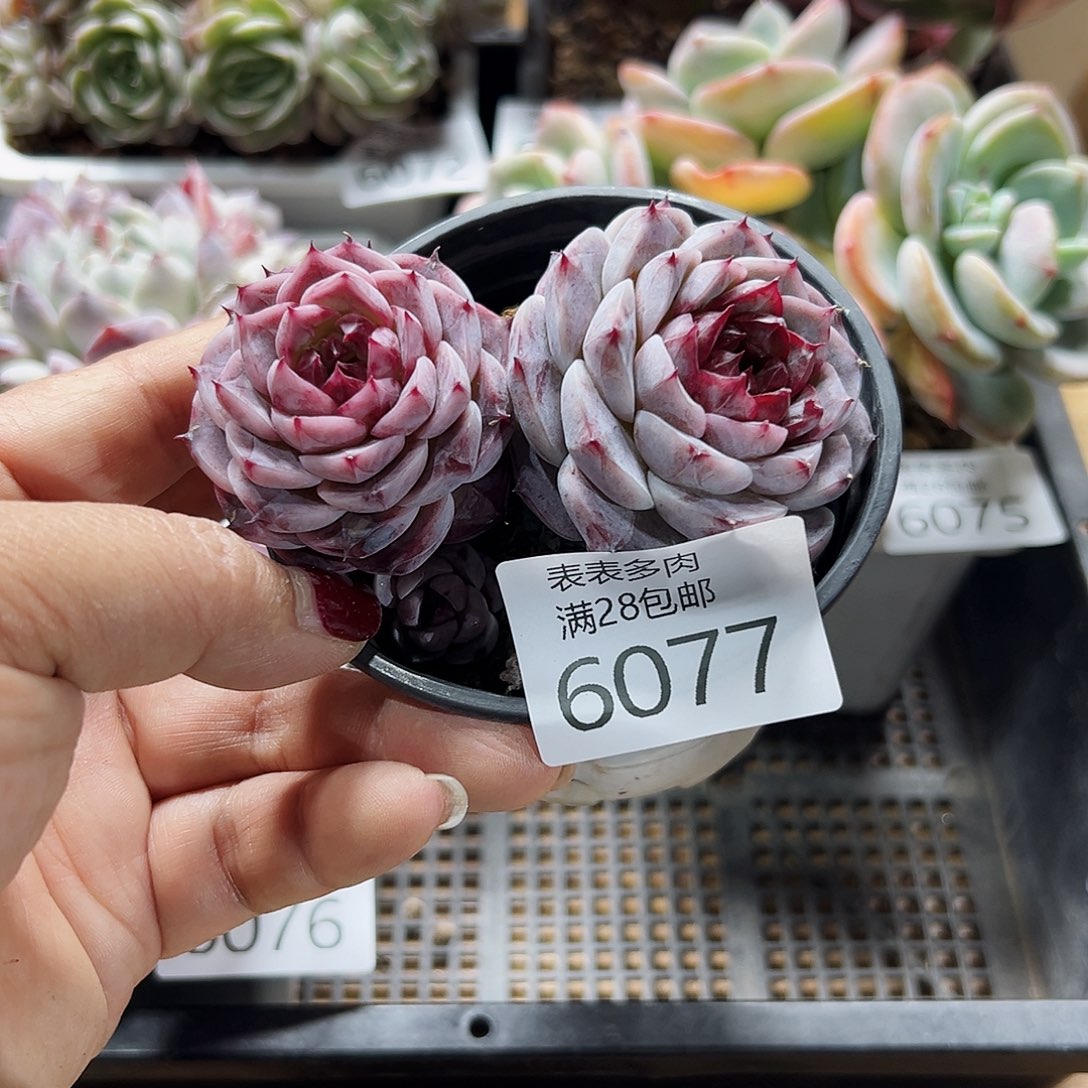 9号我们的确是一6077