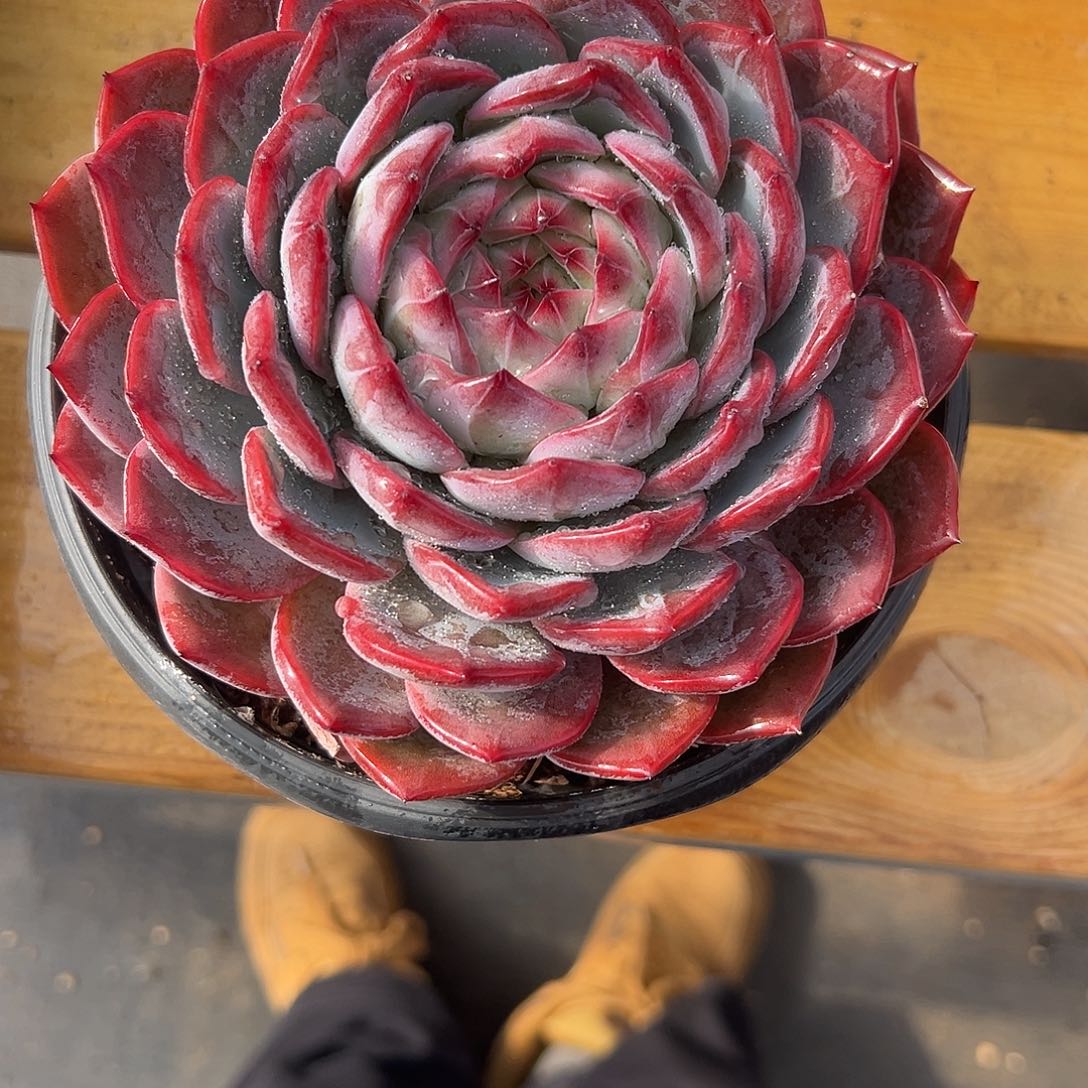 19红鸾。  多肉。   