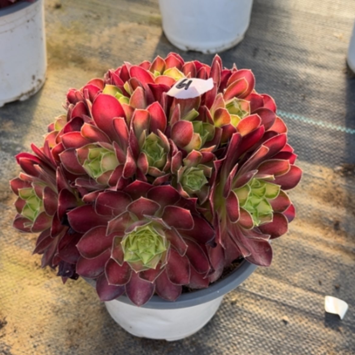 【闪购商品】61韶华多肉法师