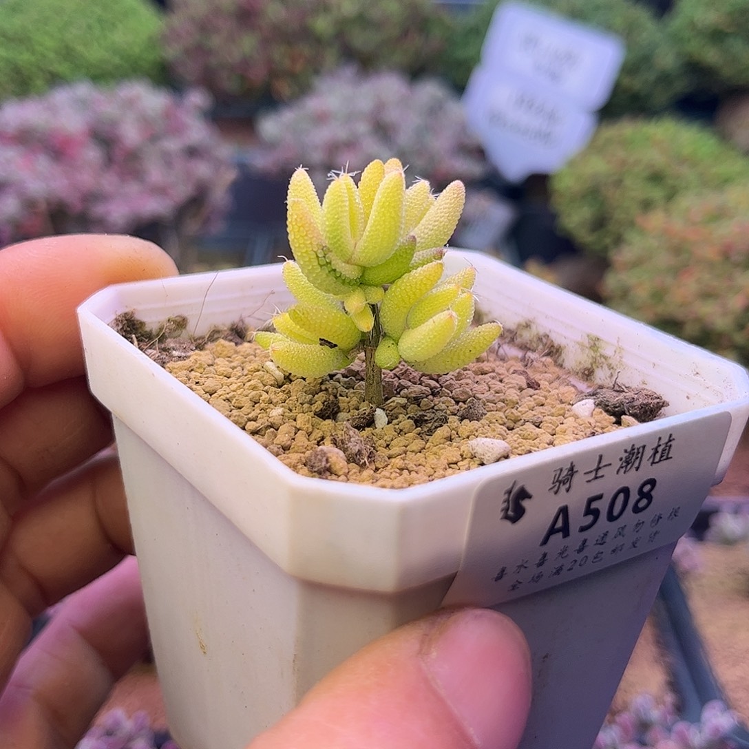 508玉米拉丝锦多肉