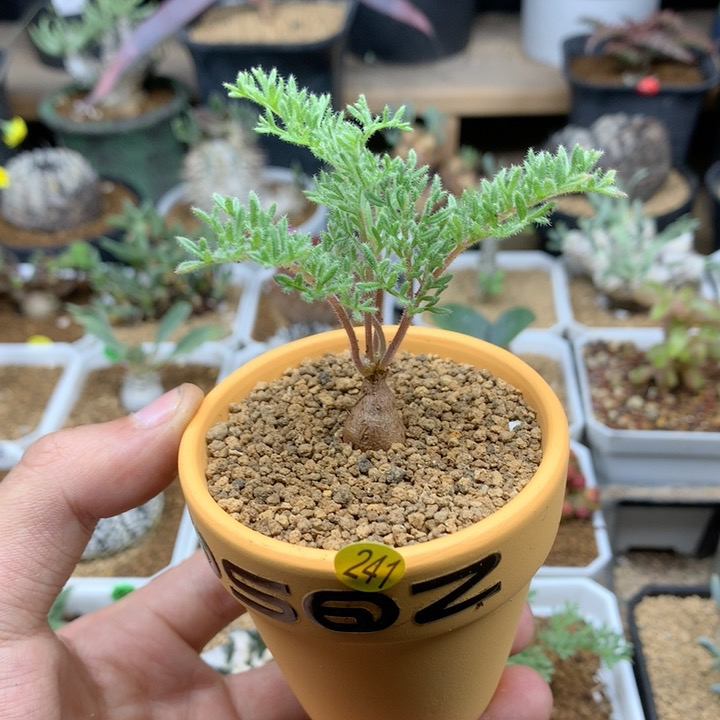 小枯木洋葵带盆多肉