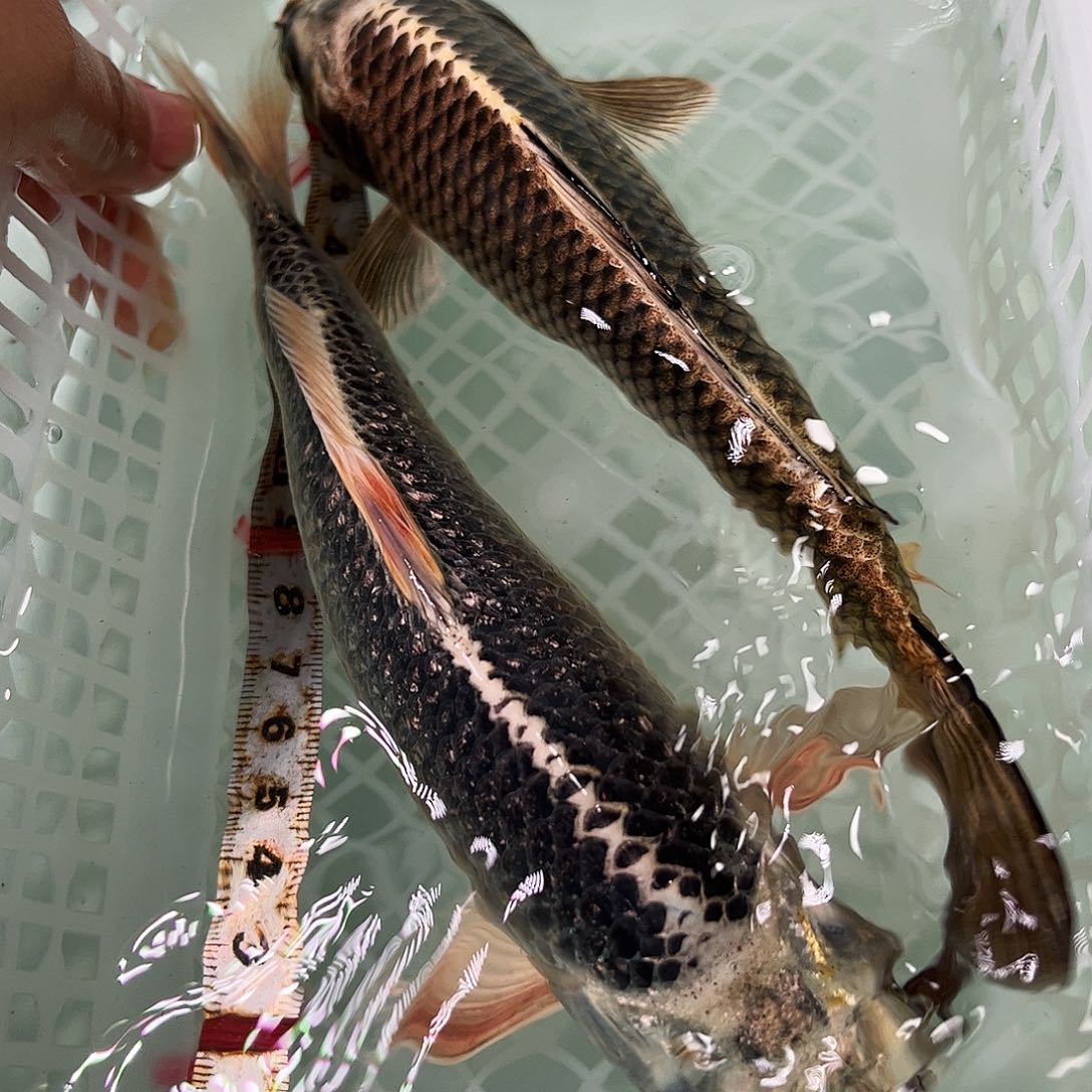 锦鲤冷水锦鲤包邮 