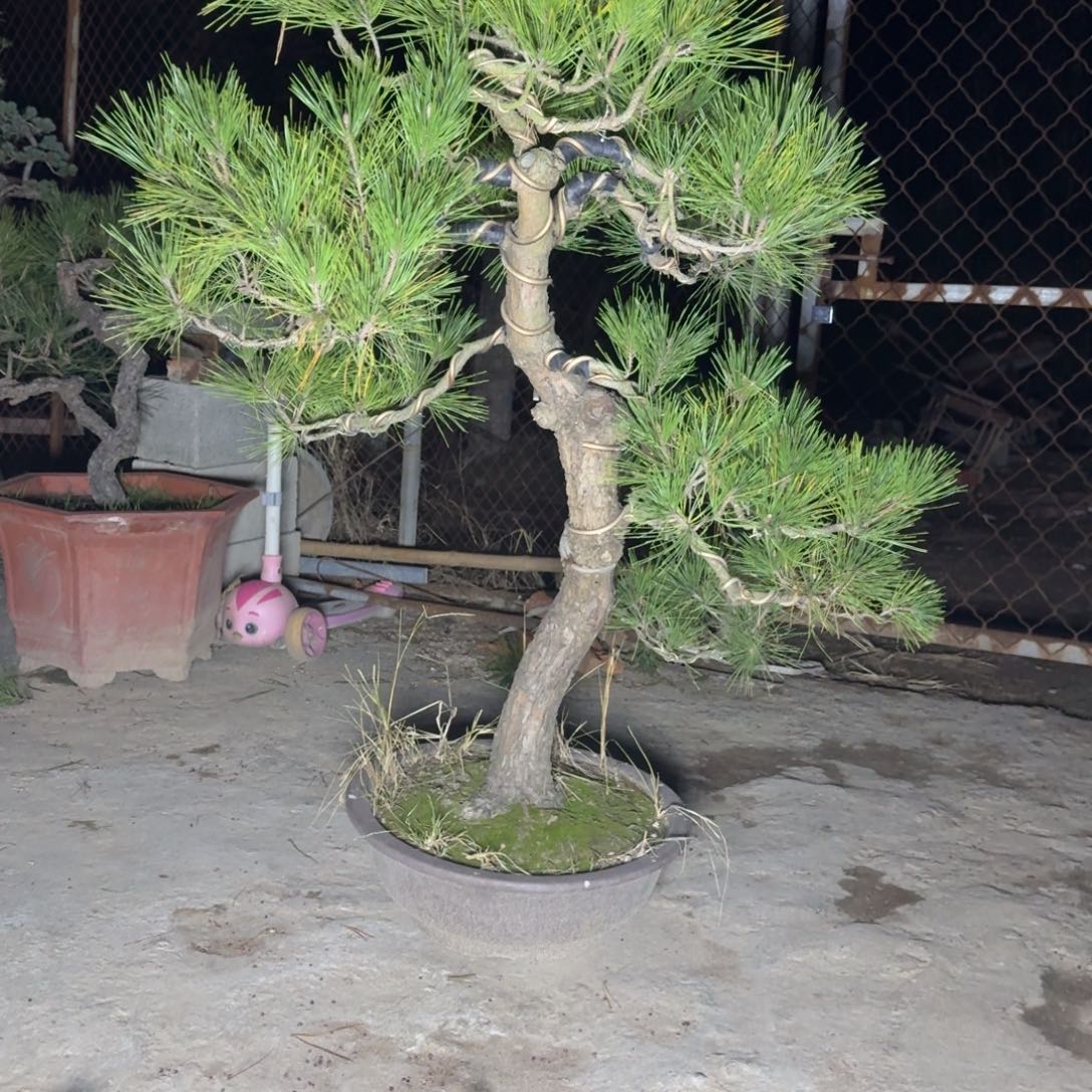用***3无花朵松树松树松树松树松树松树松树松树