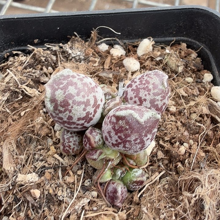 丸叶海豹紫3仙人球