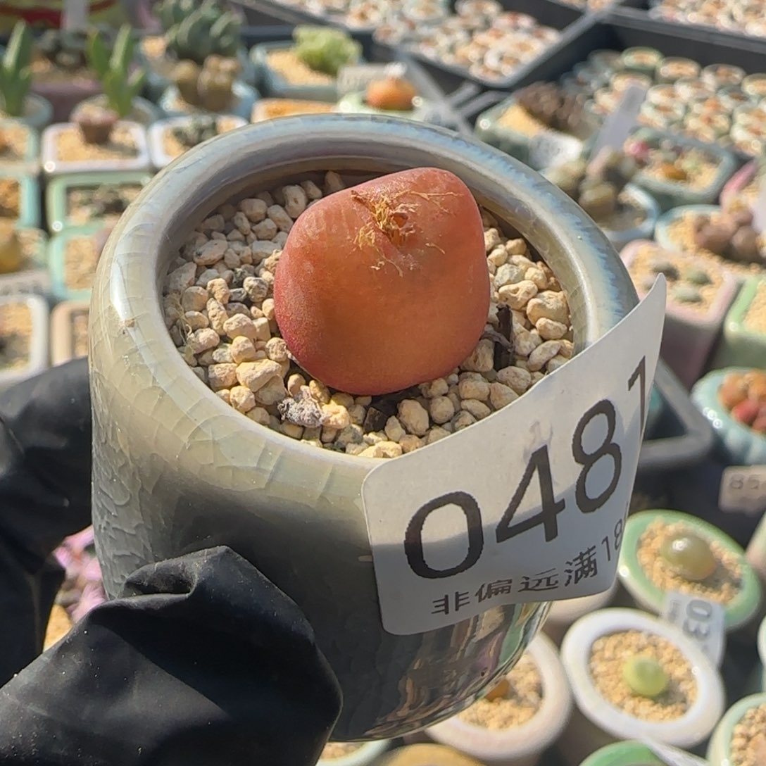 0481--一物一拍 带盆 水蜜桃1430.5