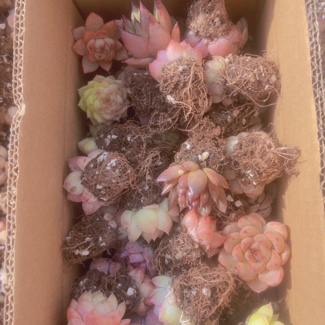 精品多肉植物保底60