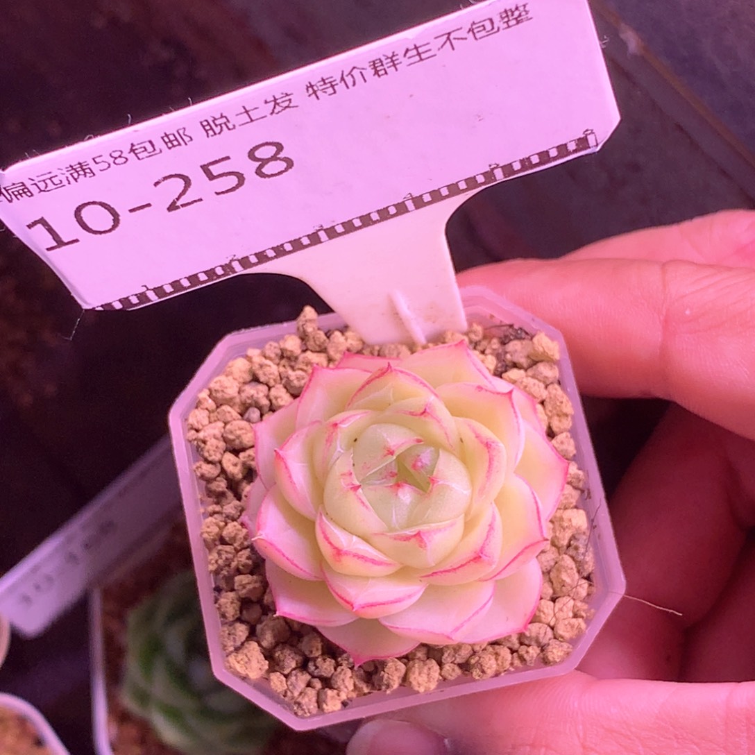 边线麦秆优选58包邮