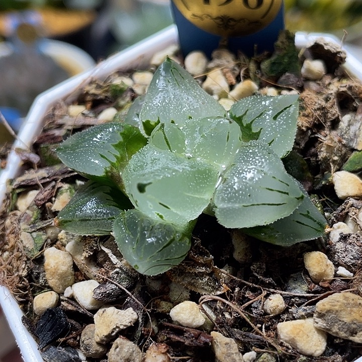 498冰玉鸾福利一物