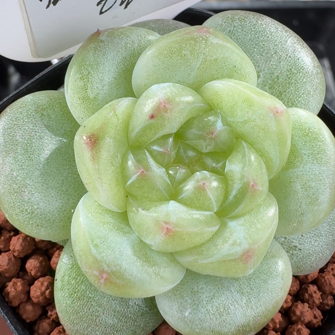 1220-43-30系列混单头一颗多肉