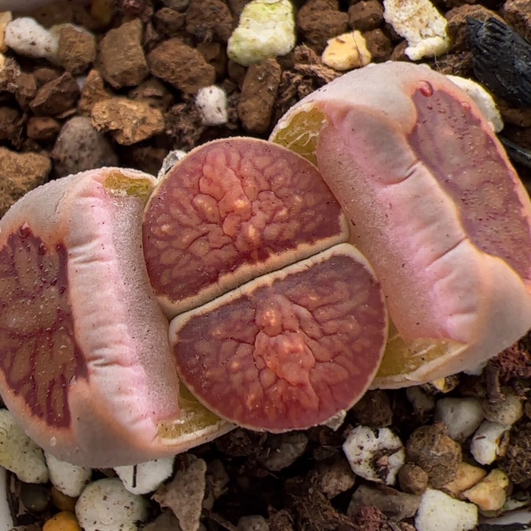 0229号菊 多肉植物