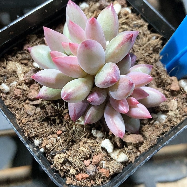 多肉植物虞美人946