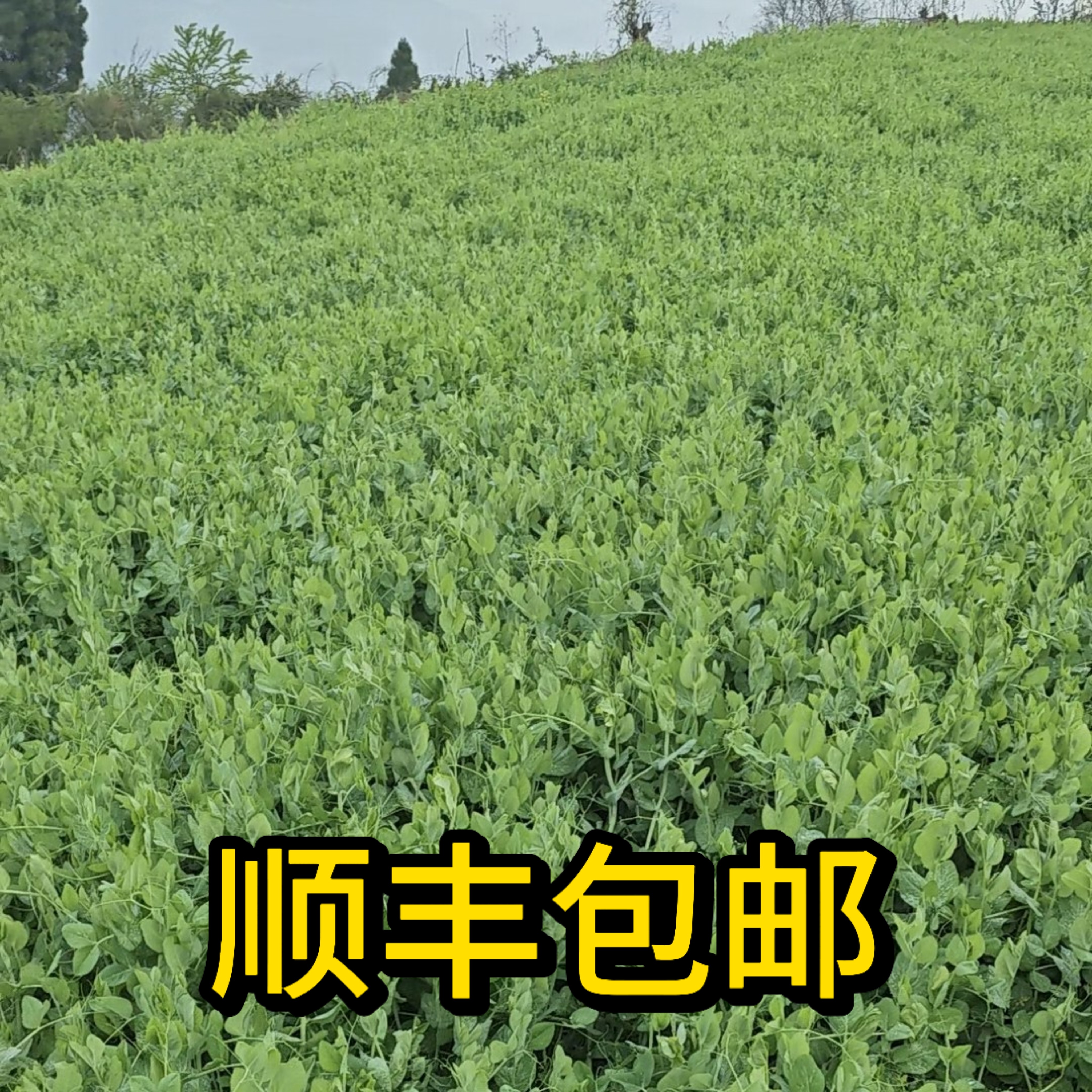 顺丰包邮贵州豌豆尖农家现摘现发露天时令蔬菜豌豆苗鲜嫩应季时蔬