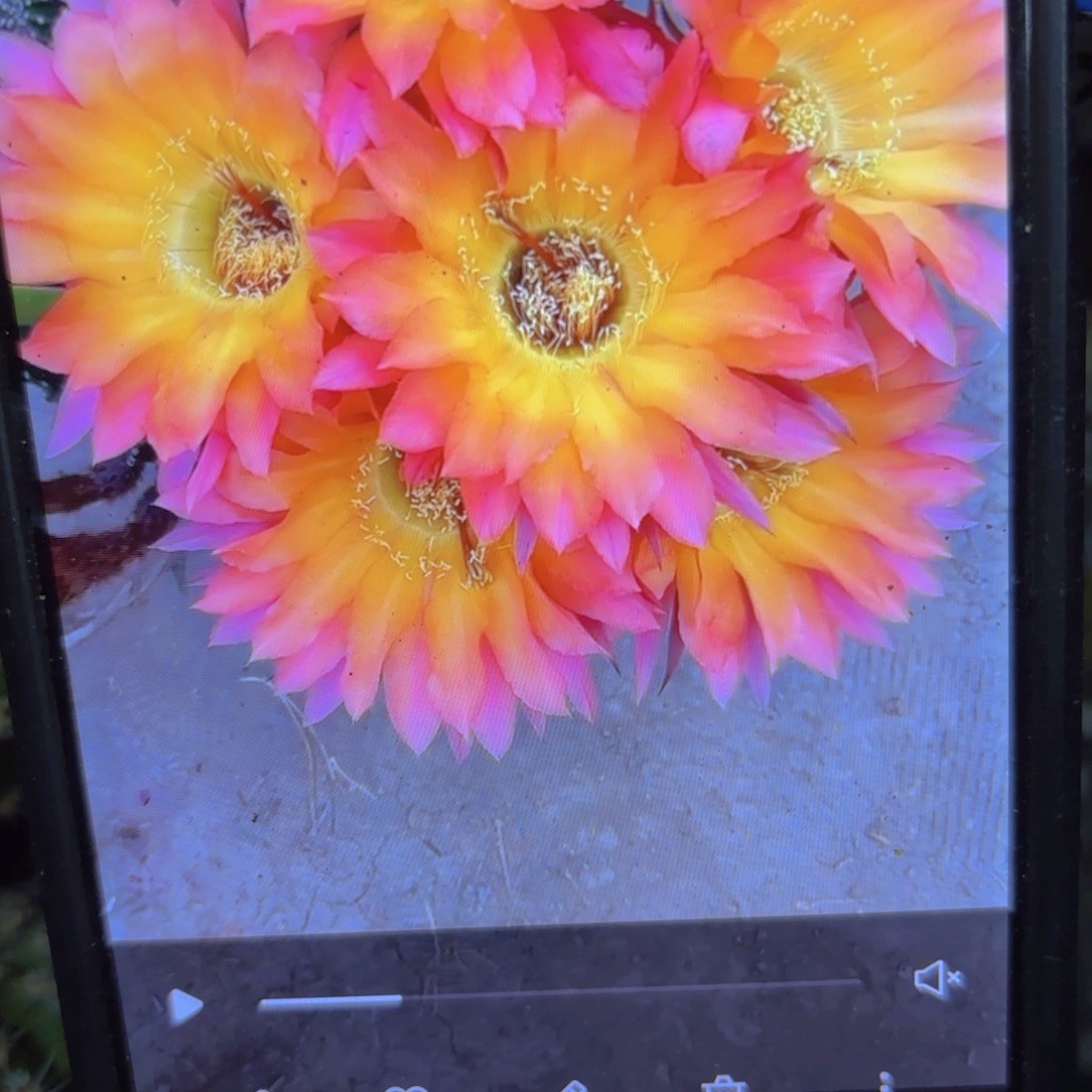 2006 侧牙20包邮仙人球金刚37